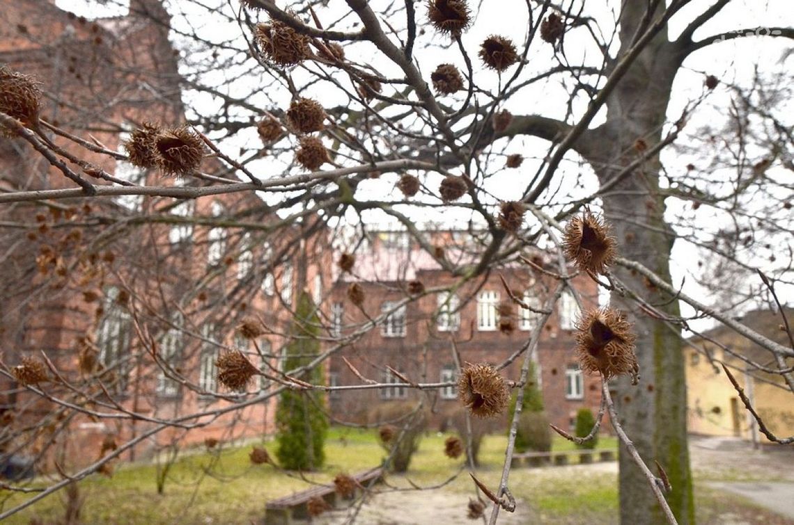 Buki zostały pomnikami