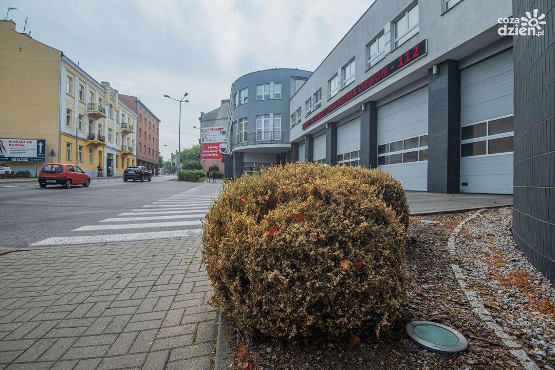 Bukszpany niszczone przez ćmę