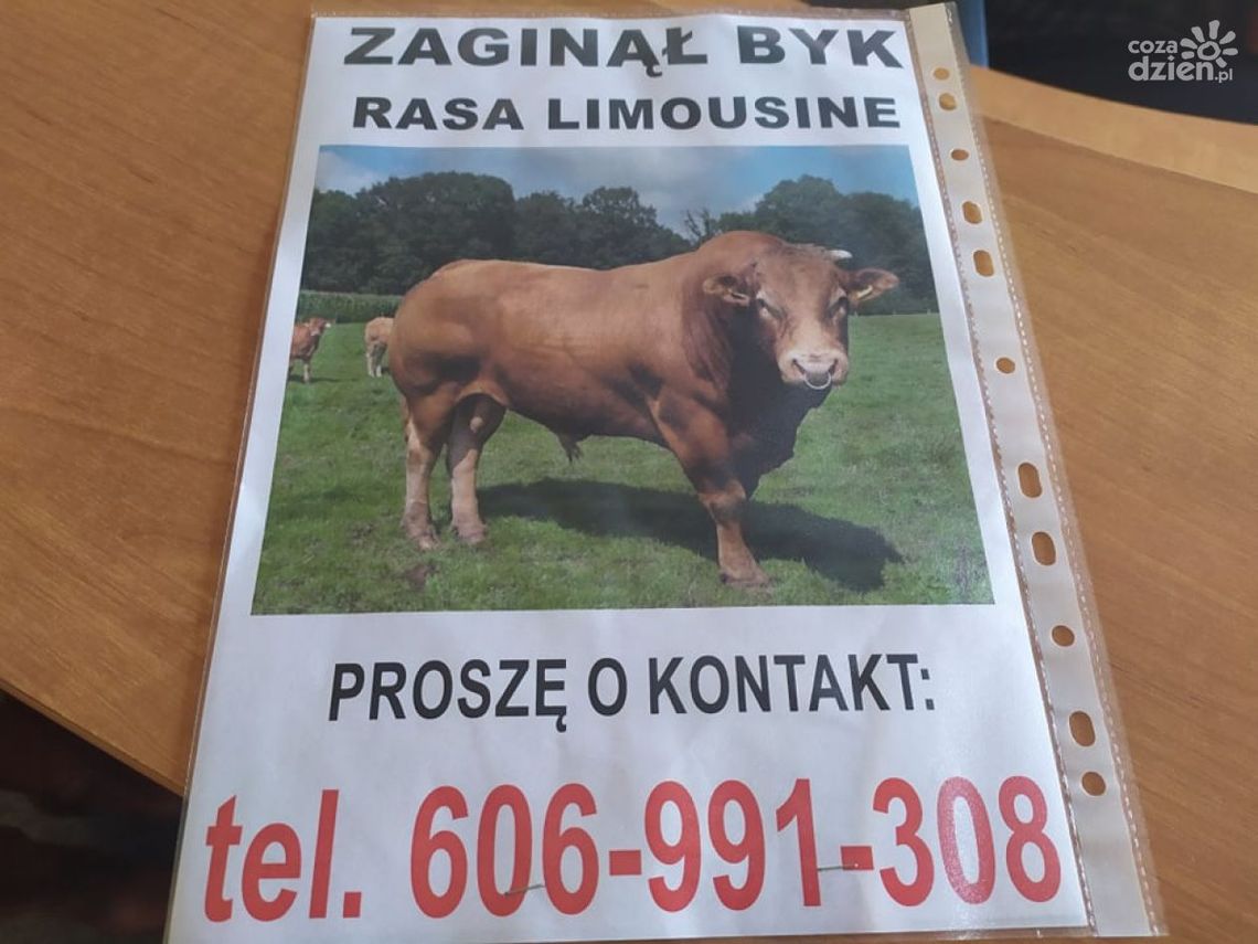 Byk na gigancie. Szukają rudego buhaja