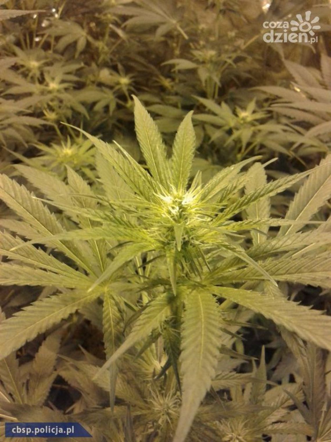 CBŚP zlikwidowało na Mazowszu nielegalne plantacje konopi