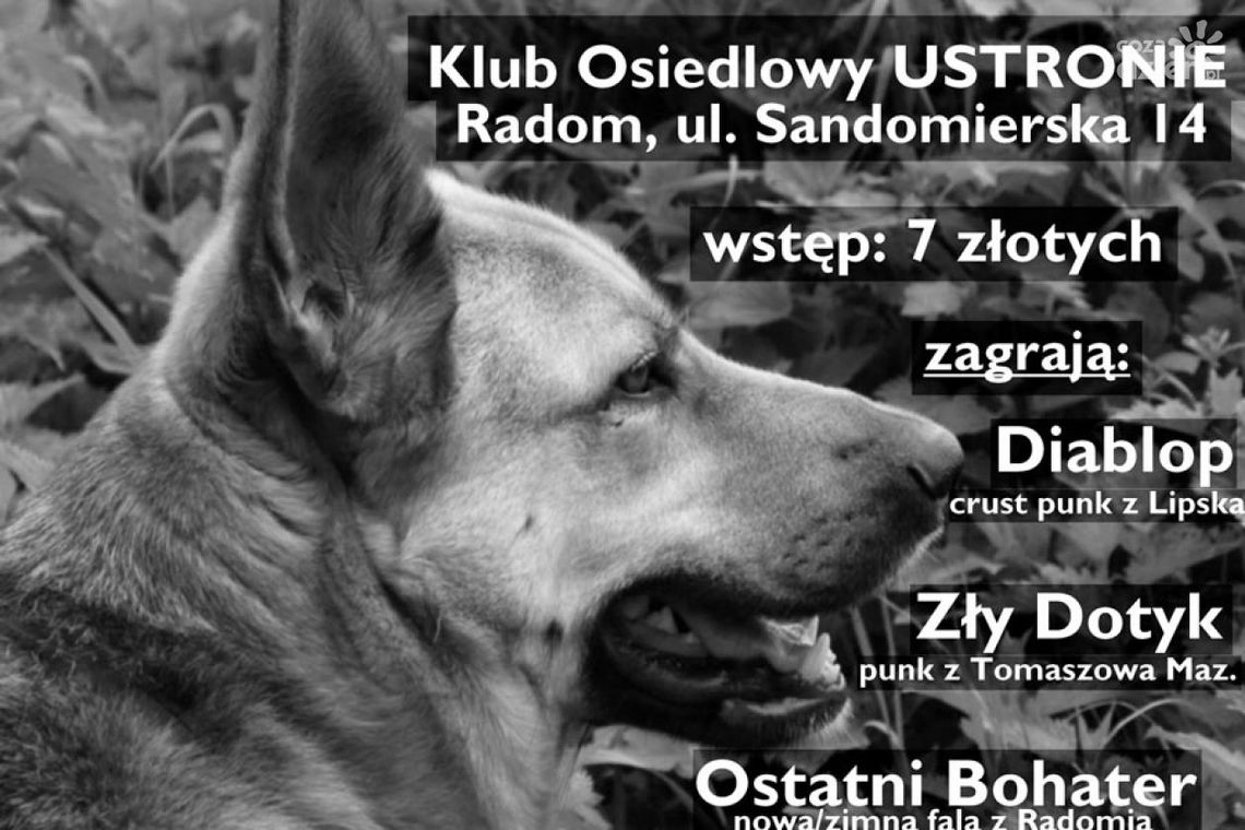 Charytatywny Koncert na rzecz schroniska