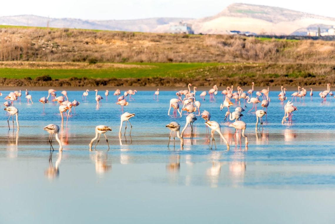 Choinki pod palmami czyli o świętach na Cyprze