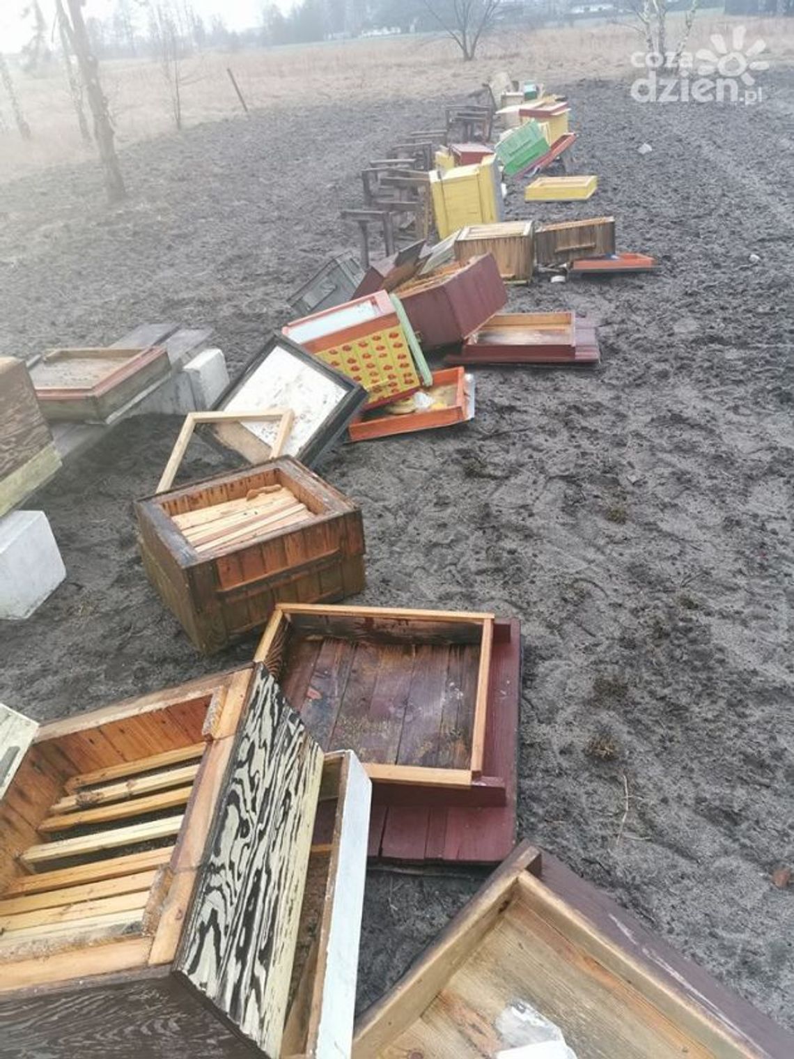 Chuligan doszczętnie zniszczył pasiekę. Mogło zginąć pół miliona pszczół