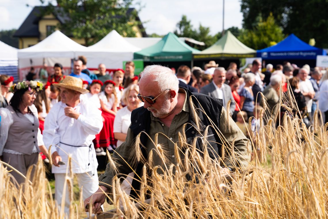 Ciężka praca i obfite plony. Inscenizacja Tradycyjnych Żniw w Gminie Jastrzębia