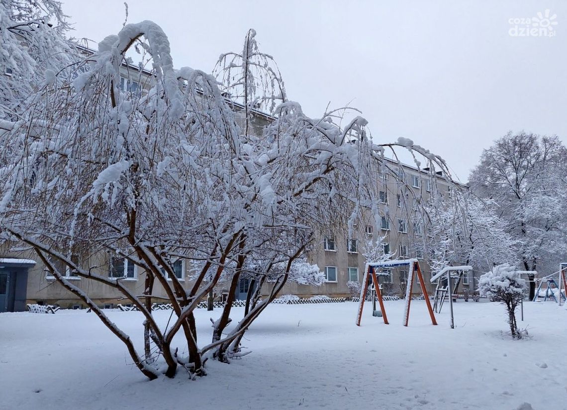 Ciężki śnieg łamie drzewa