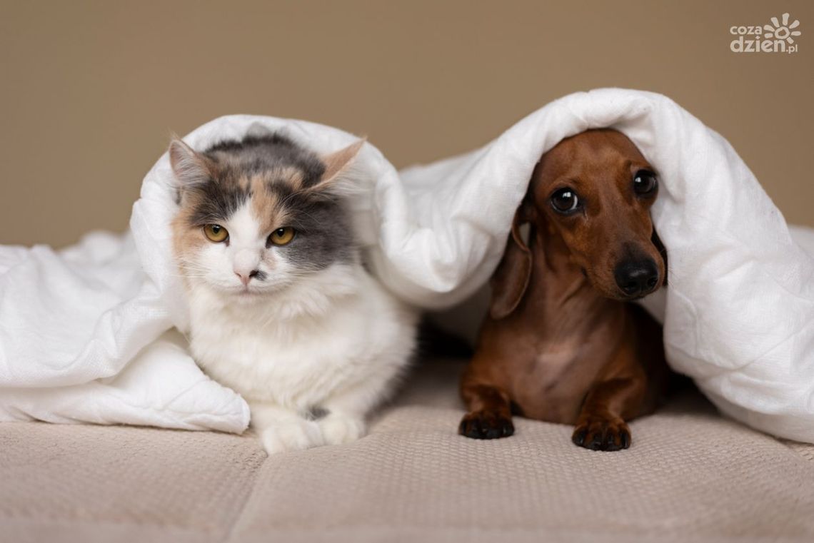 Co powinna mieć dobra karma dla kota i psa? 