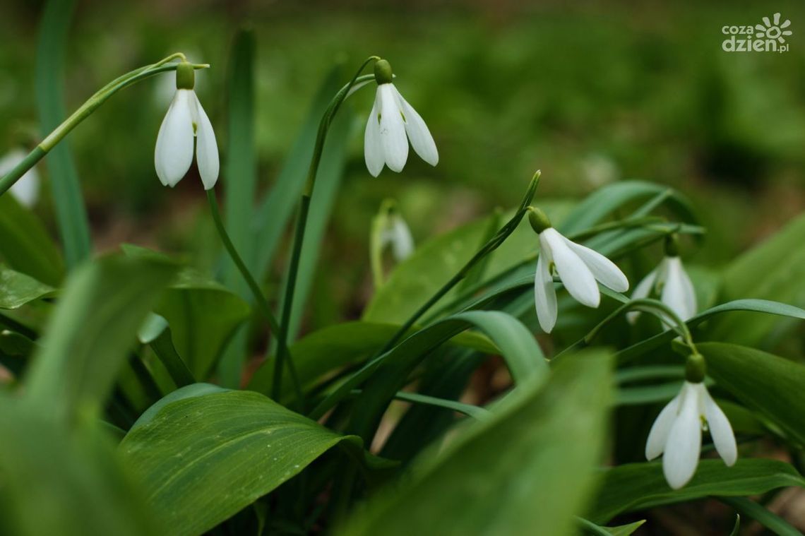 Co słychać w lesie na wiosnę?