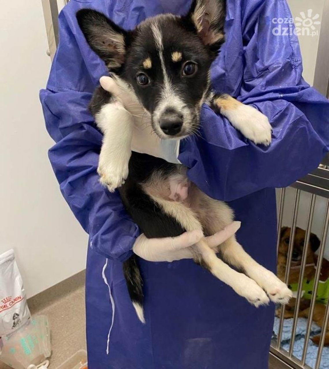 Co u Pioruna? Wyrzucony z okna pies walczy o zdrowie