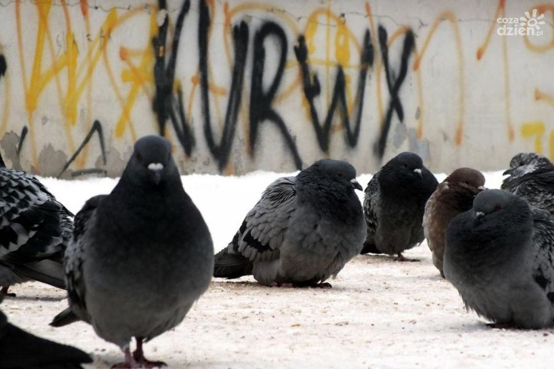 Co Za Spacer! - Hu hu ha nasza zima zła...