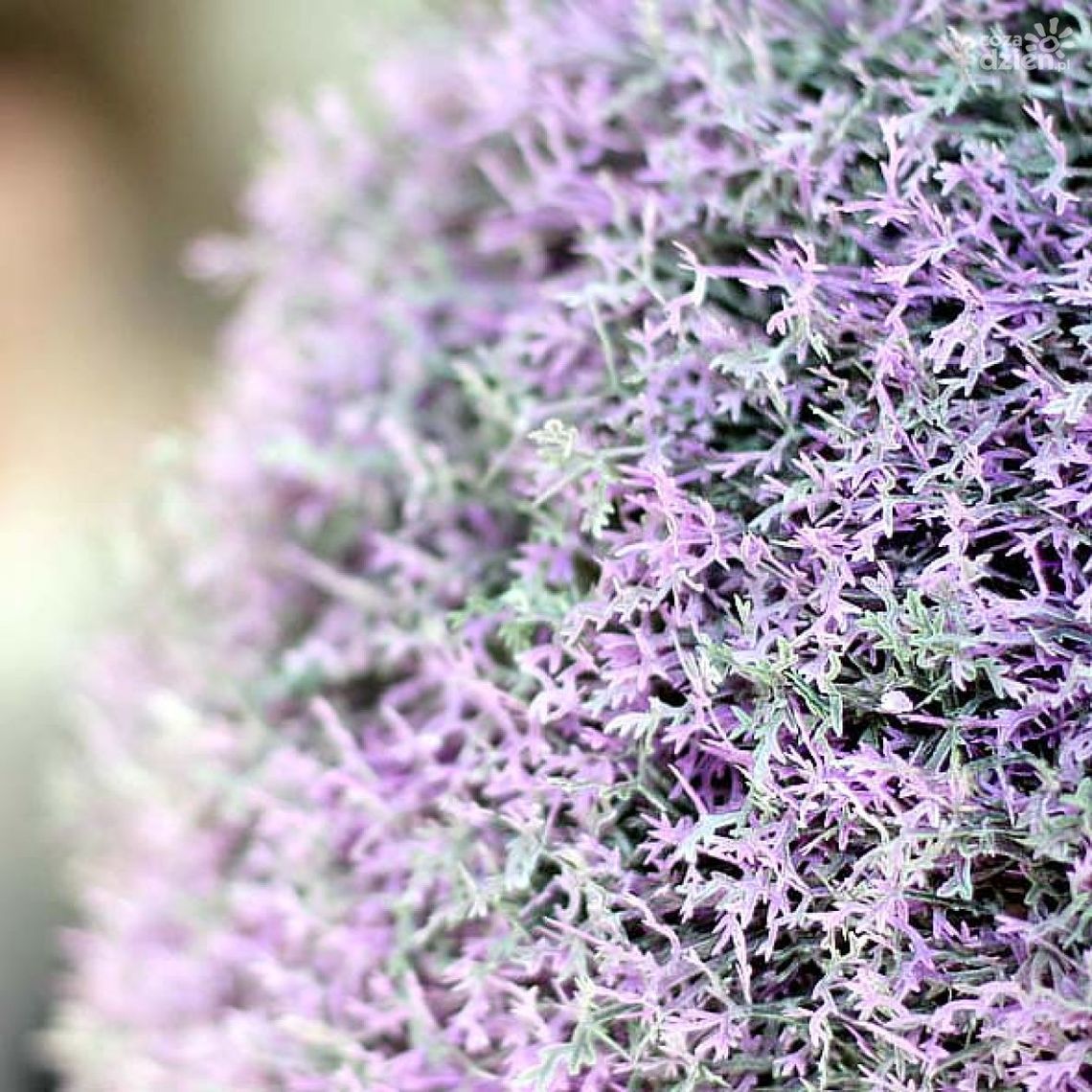 Co zamiast kwiatów? Co zamiast kwiatów?