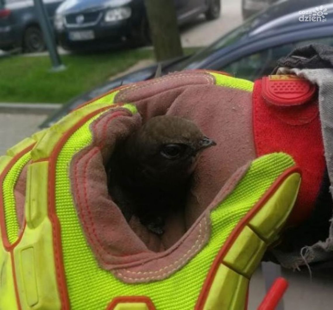 Co zrobić, gdy znajdziemy ptasie dziecko?