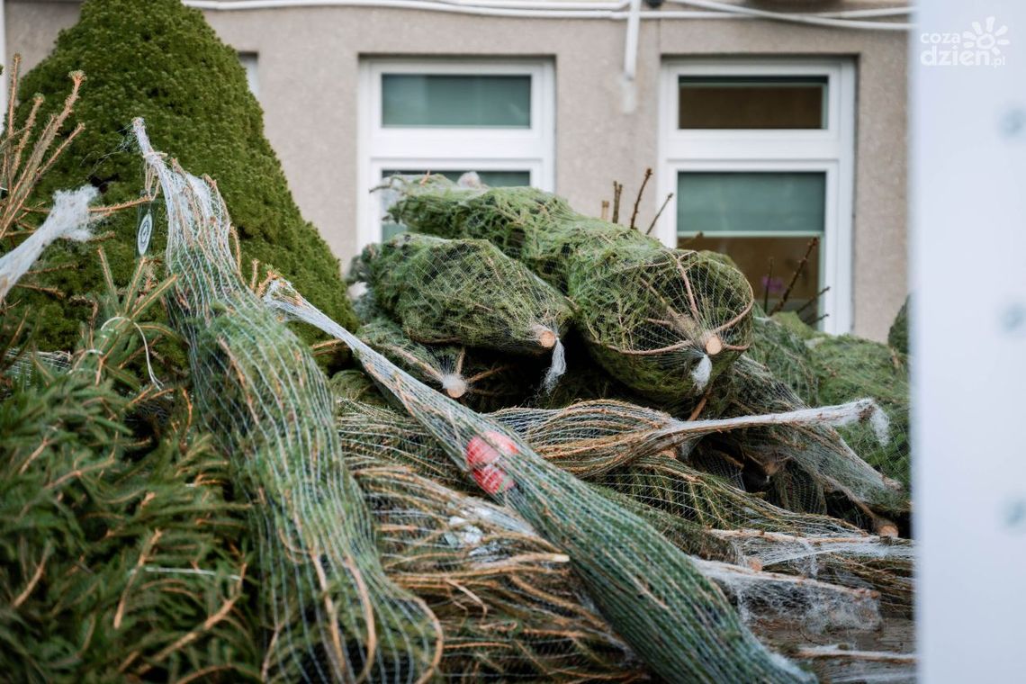 Co zrobić z choinką po świętach? Co zrobić z choinką po świętach?