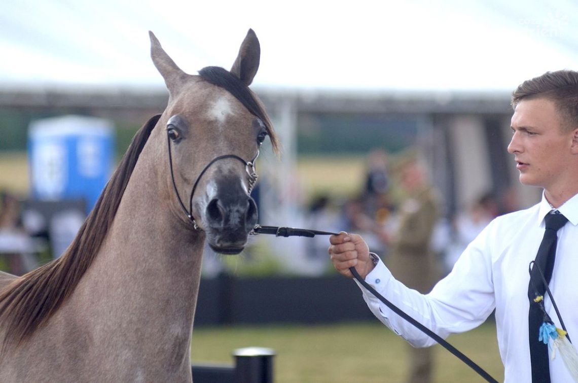 Czempionat koni arabskich
