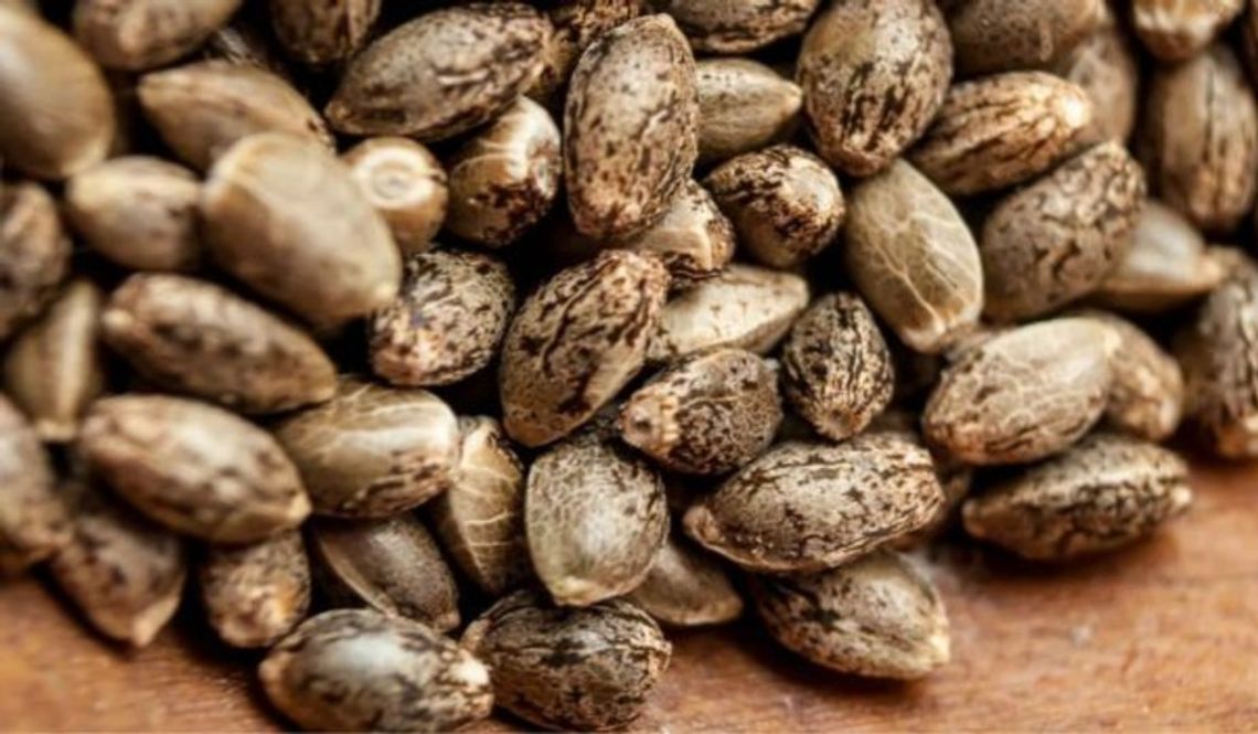 Częste błędy popełniane przez kolekcjonerów nasion konopi