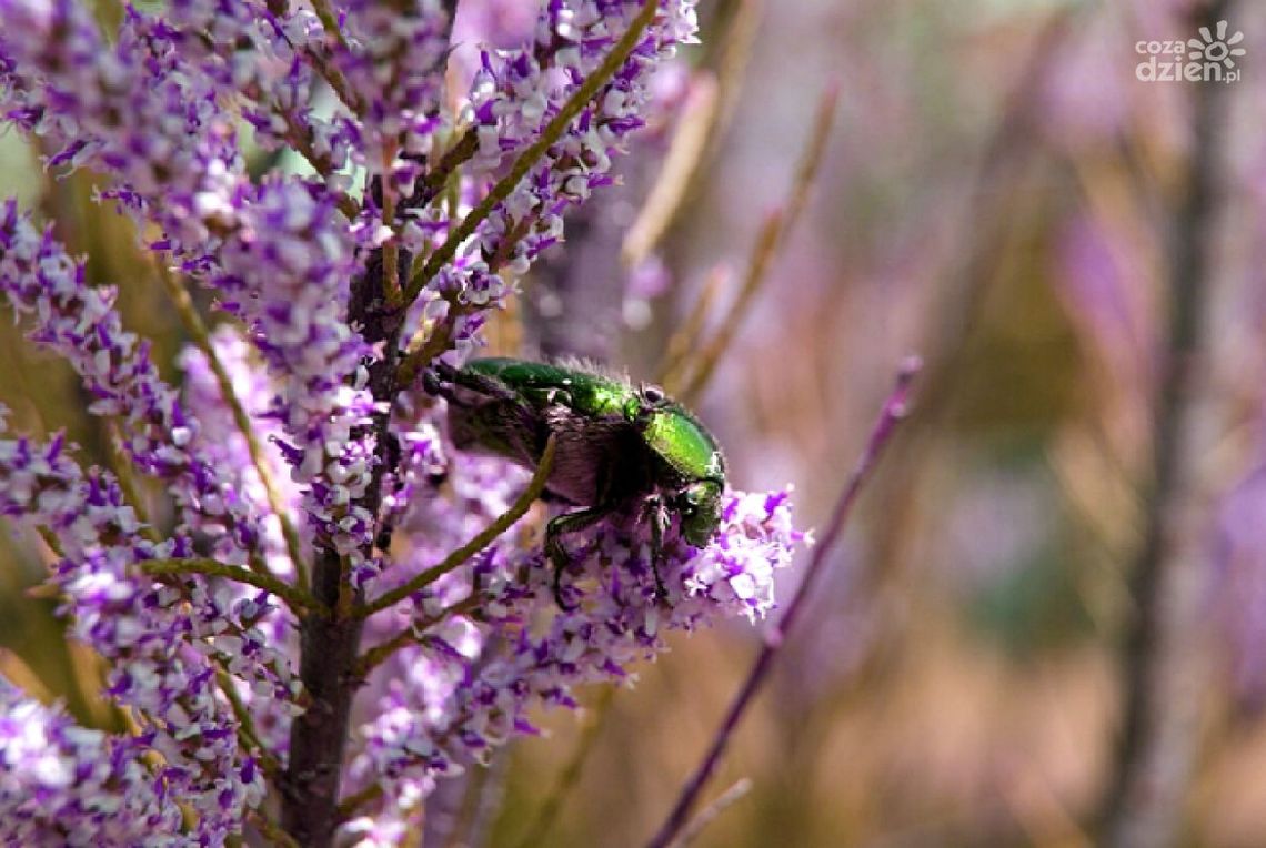 Cztery pory roku Cztery pory roku