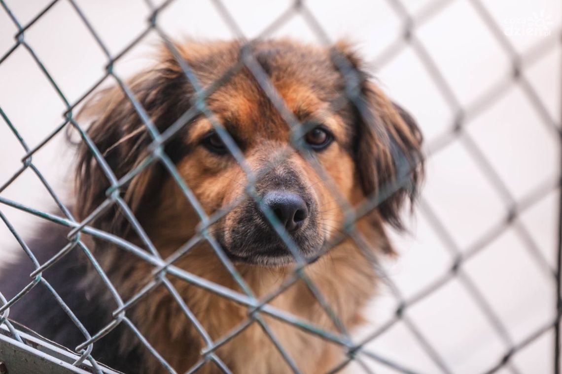 Czworonożne ofiary fajerwerków