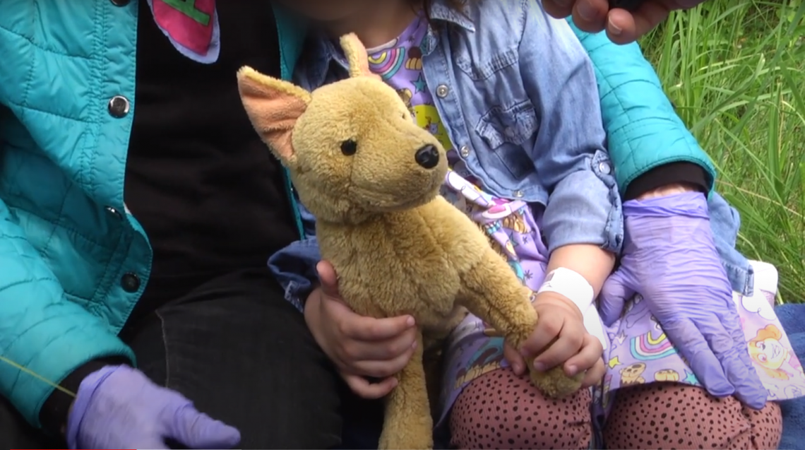 Czy 4-letnia Ines wróci do Belgii ? Dramat dziecka trwa. Kurator odstąpił od czynności