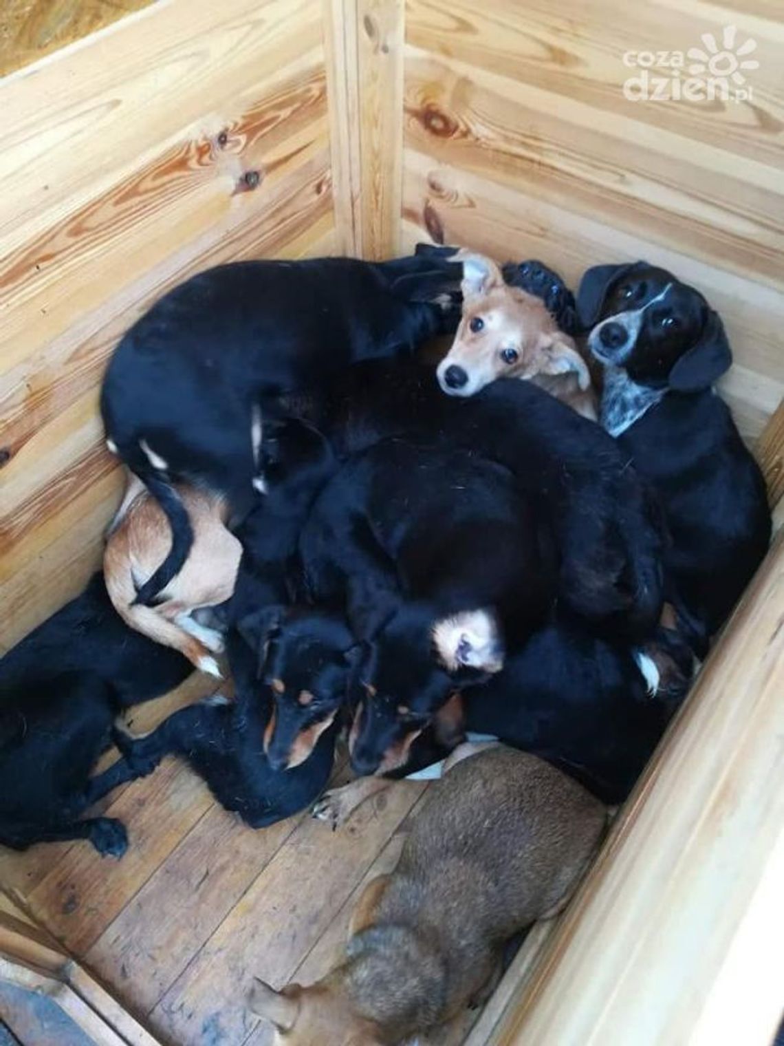 Czy mieszkanka Halinowa znęcała się nad zwierzętami? Czy mieszkanka Halinowa znęcała się nad zwierzętami?