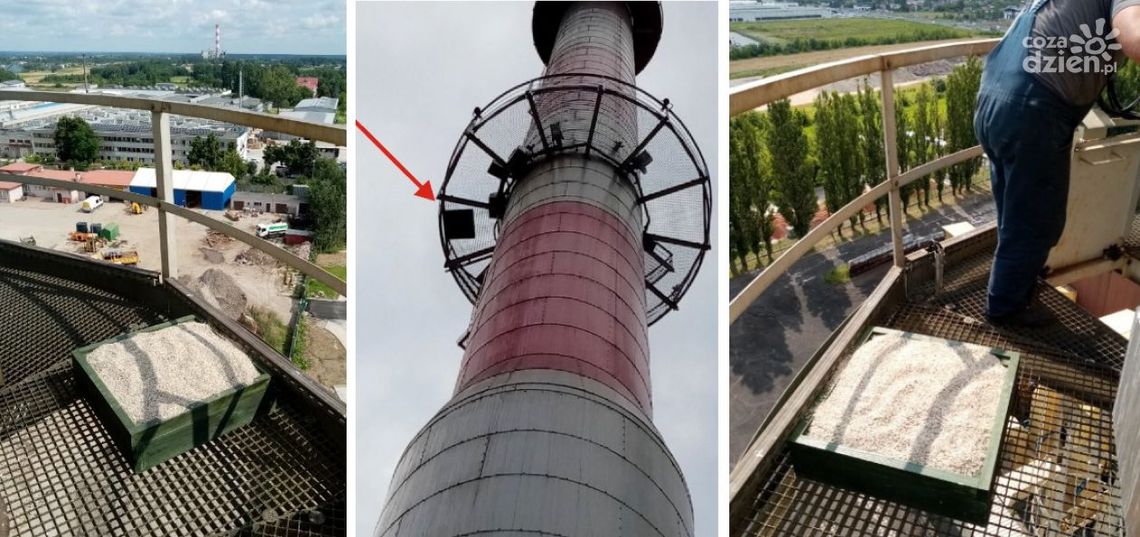 Czy sokół zagnieździ się na kominie Radpecu?