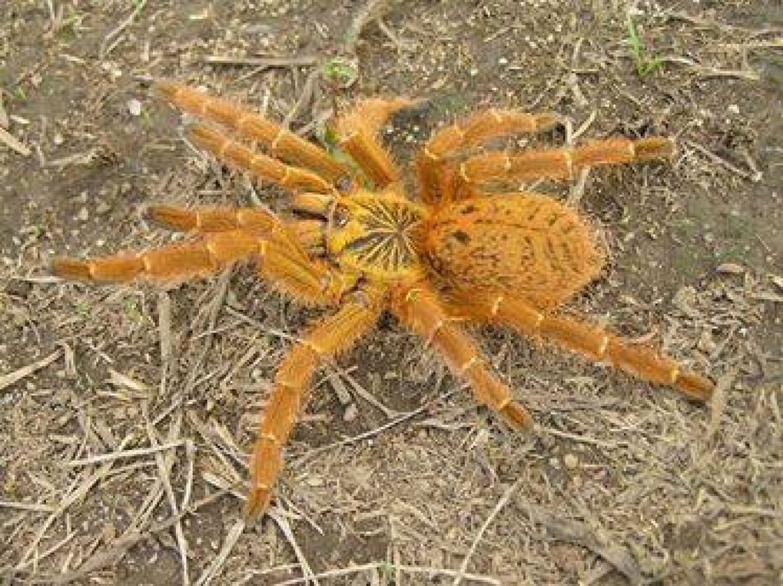 Czy ten pająk grasuje po Radomiu?