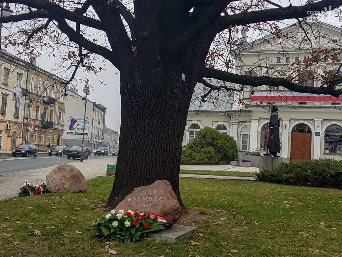 Dąb Wolności ma 100 lat