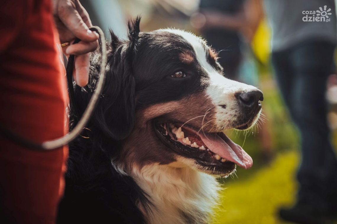Darmowa sterylizacja i kastracja 