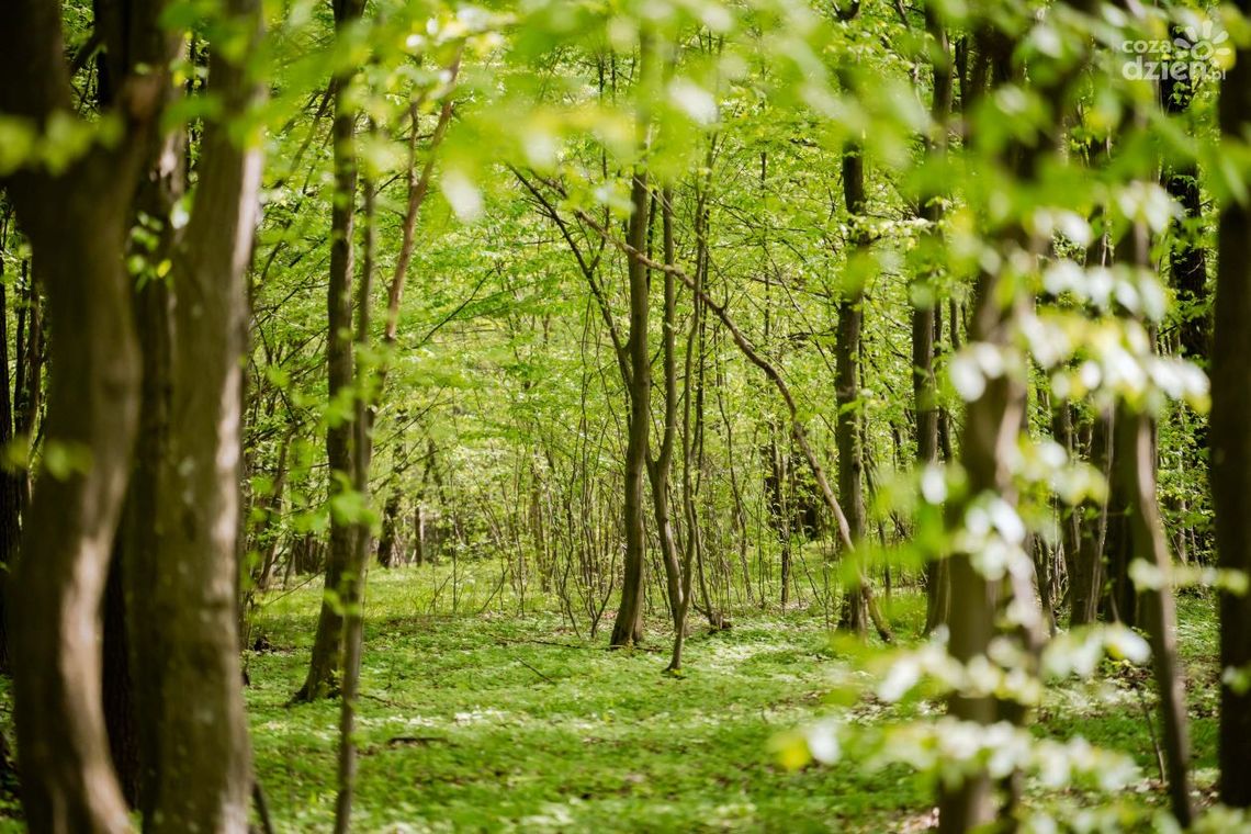 Dbają o przestrzeganie zasad w lasach