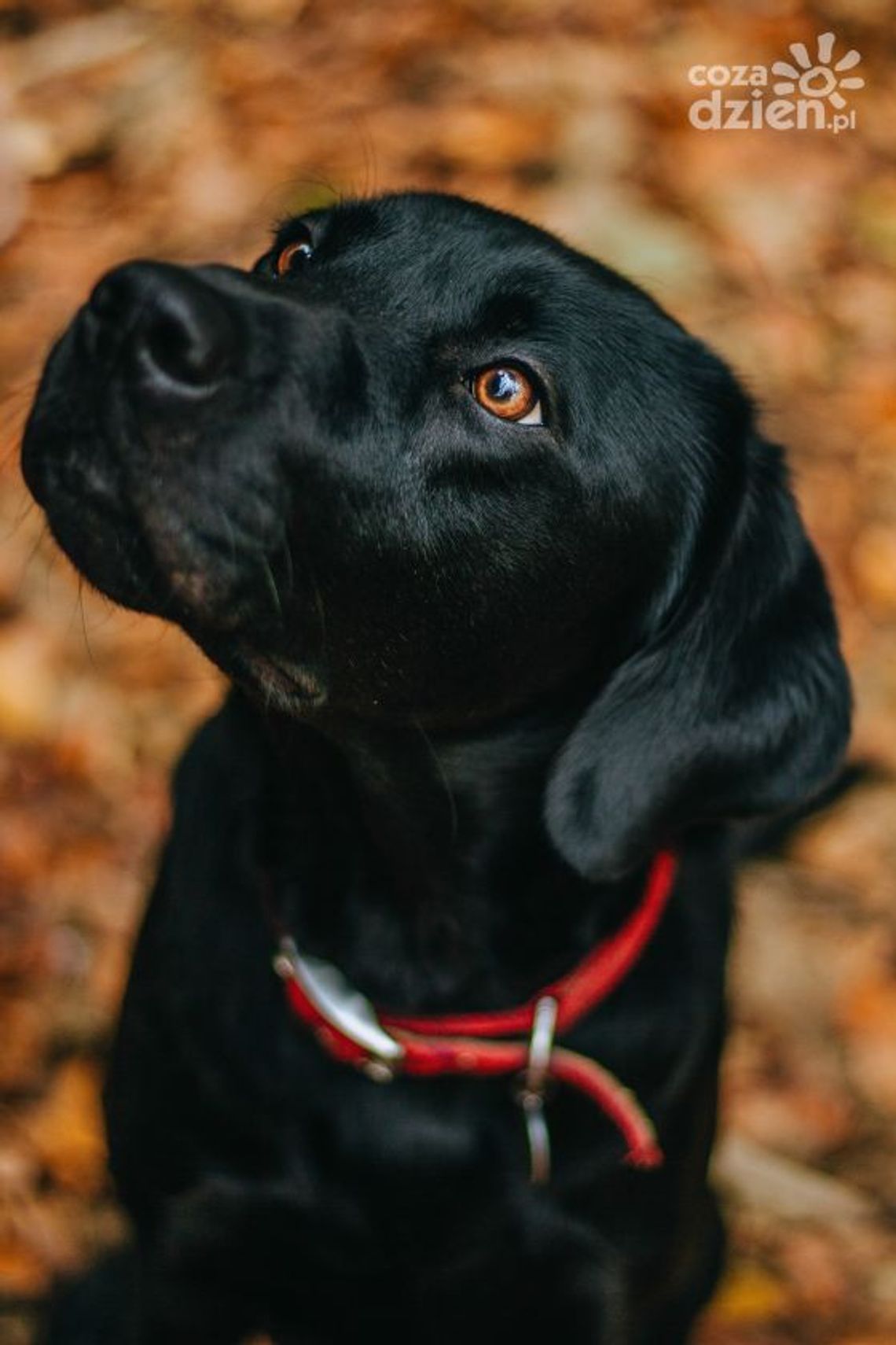 Dlaczego karma bez zbóż dla psa to dobry wybór? Dlaczego karma bez zbóż dla psa to dobry wybór?