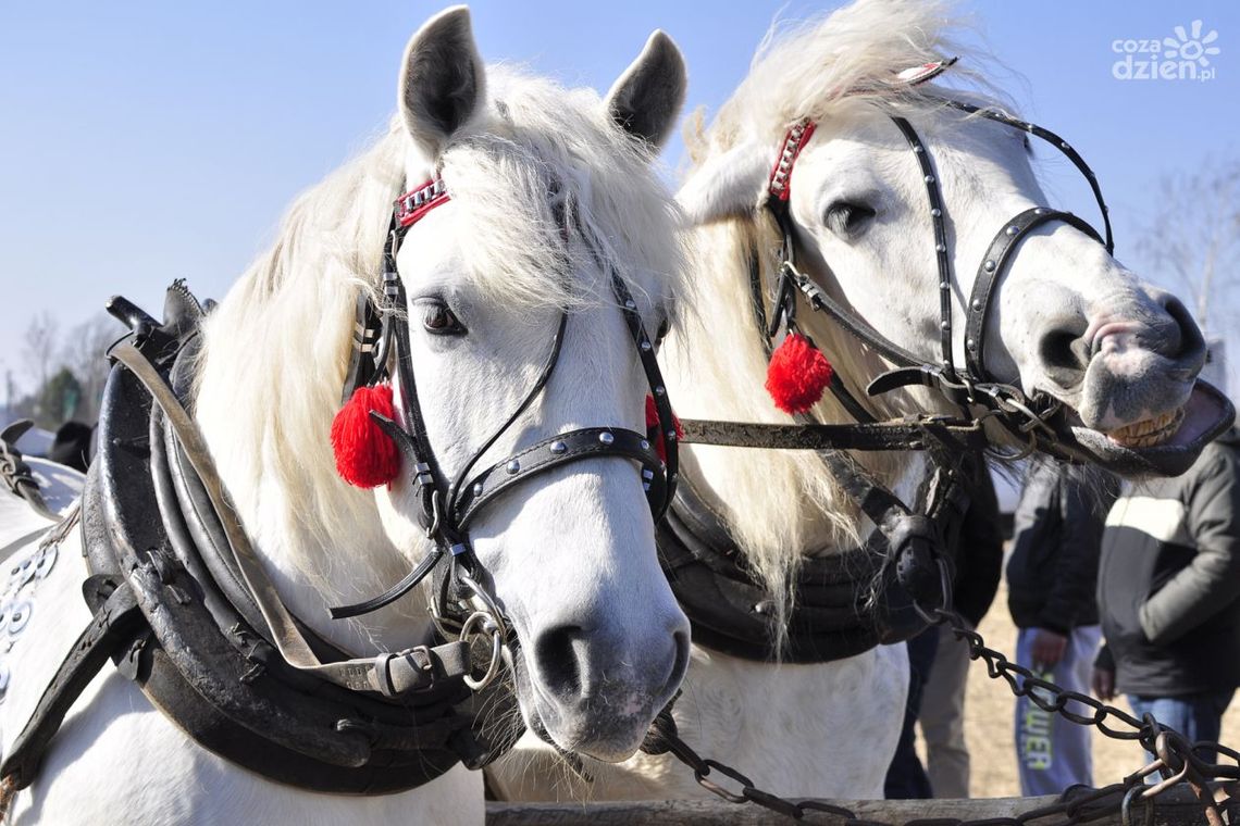 Do Królewskich Źródeł bryczką lub saniami Do Królewskich Źródeł bryczką lub saniami