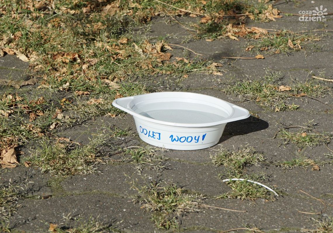 Dolej wody - pomóż zwierzętom