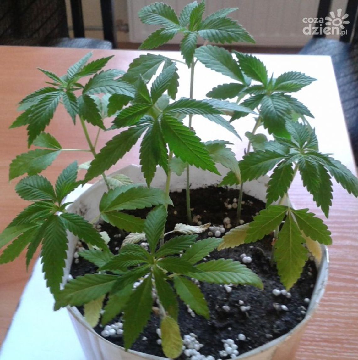 Domowa uprawa konopi w Pionkach