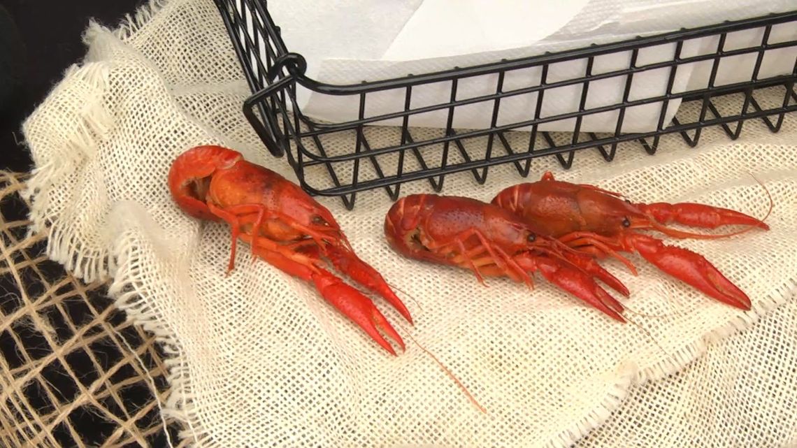 Dożynki w Jedlińsku pod znakiem raków