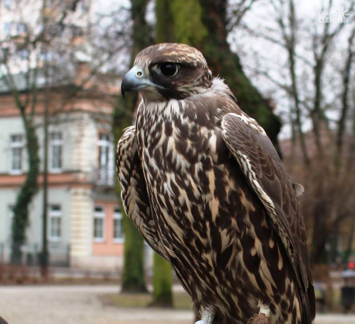 Drapieżne ptaki w Radomiu