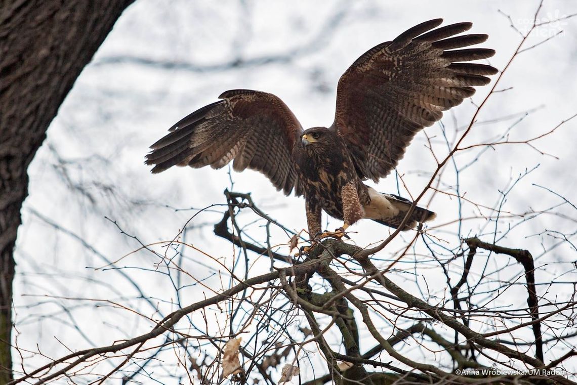 Drapieżniki wróciły do parków