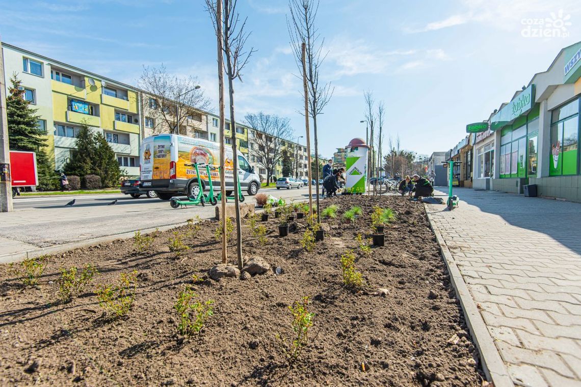 Drzewa i róże zamiast betonu. Wyspa ciepła zniknęła z ul. Kusocińskiego. Drzewa i róże zamiast betonu. Wyspa ciepła zniknęła z ul. Kusocińskiego.