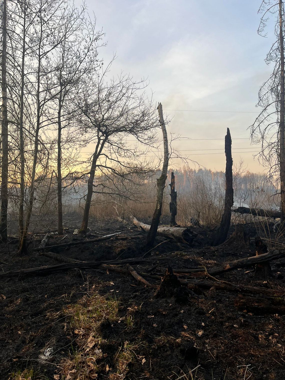 Duży pożar w powiecie białobrzeskim! W akcji straż i dromadery Duży pożar w powiecie białobrzeskim! W akcji straż i dromadery