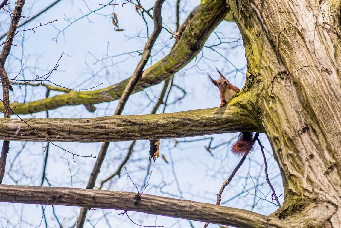 Dwa kolejne przypadki wścieklizny w regionie radomskim
