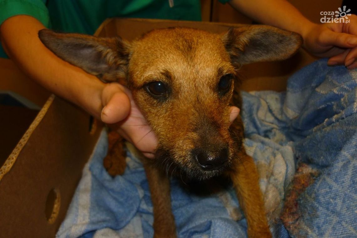 Dwa przypadki maltretowania zwierząt w Radomiu