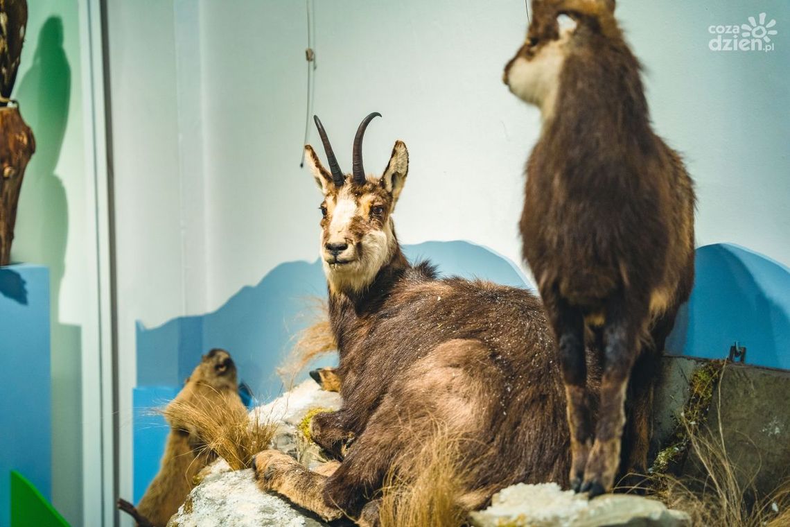 Dwie wystawy w Malczewskim