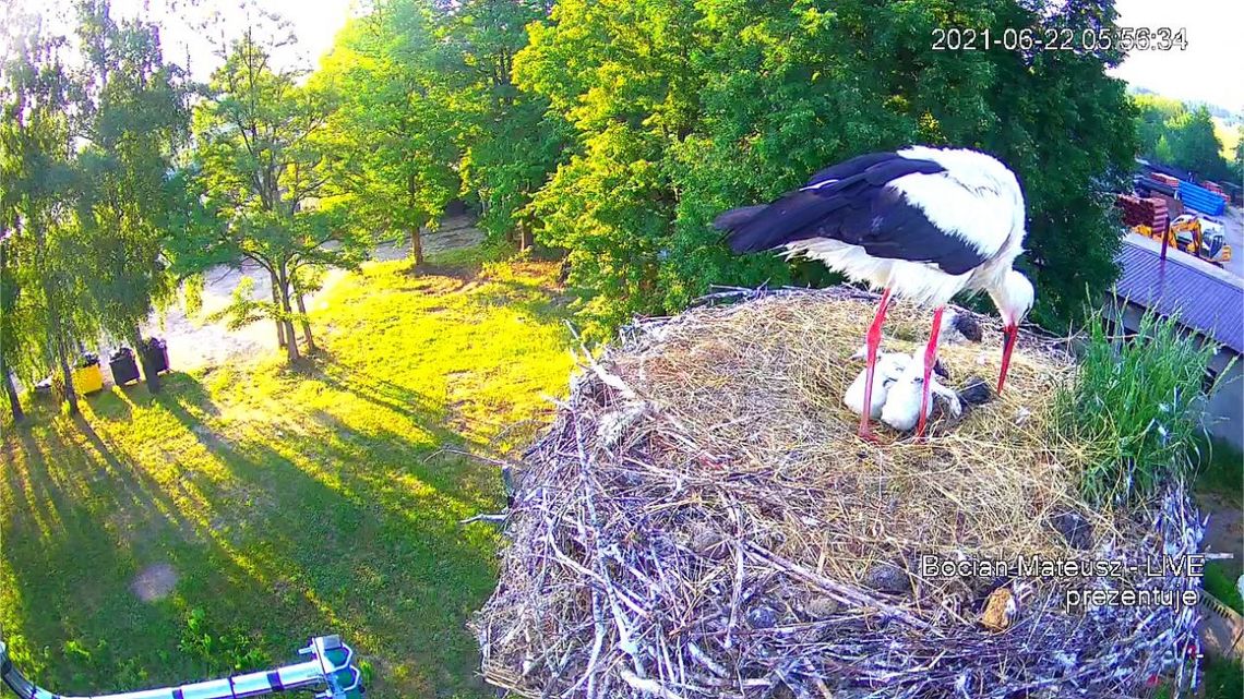 Dwoje piskląt wyrzuconych z bocianiego gniazda