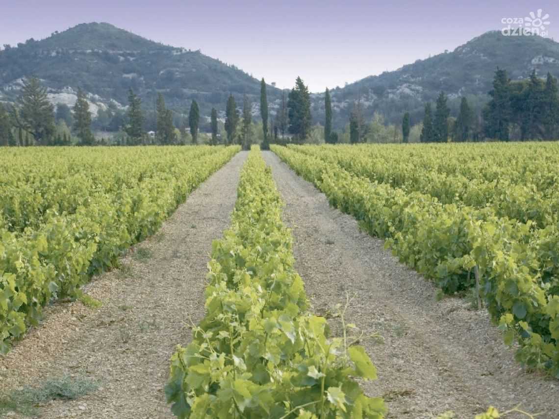 Dzieci z Ukrainy przyjadą do Polski, a te z Jasieńca do Anglii