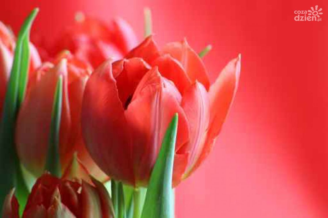 Dzień Kobiet w Katakumbach