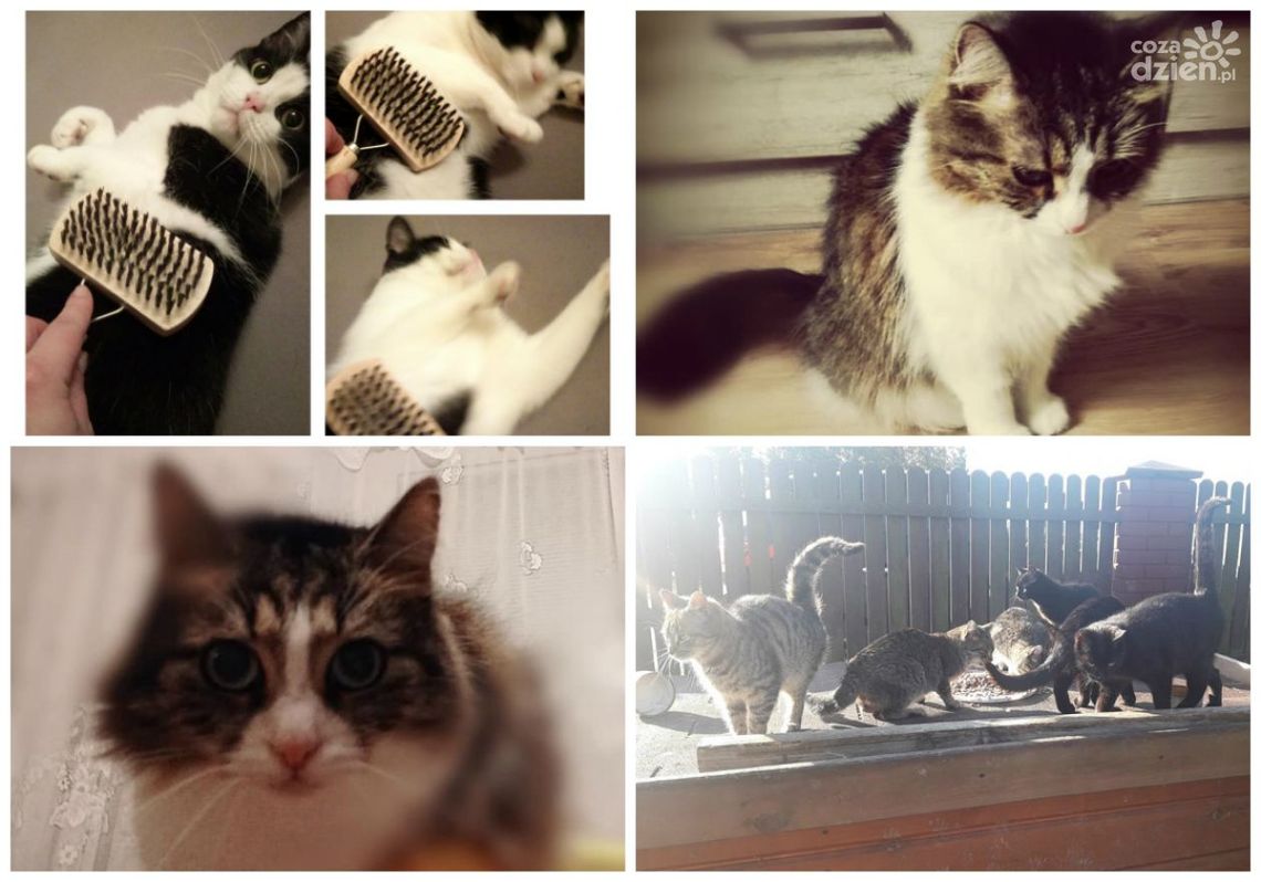 Dzień Kota. Oto nasze! Jakie są wasze? (zdjęcia) Dzień Kota. Oto nasze! Jakie są wasze? (zdjęcia)