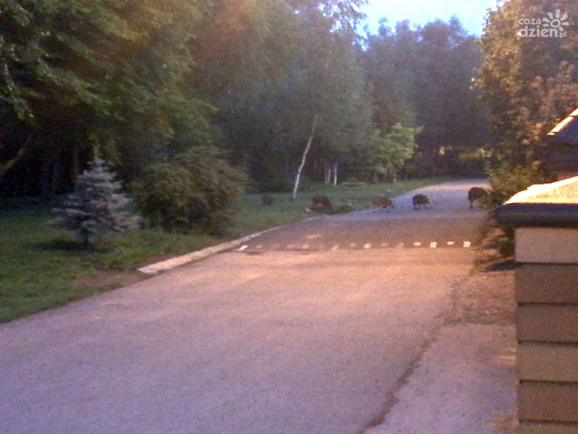 Dziki niszczą bulwary