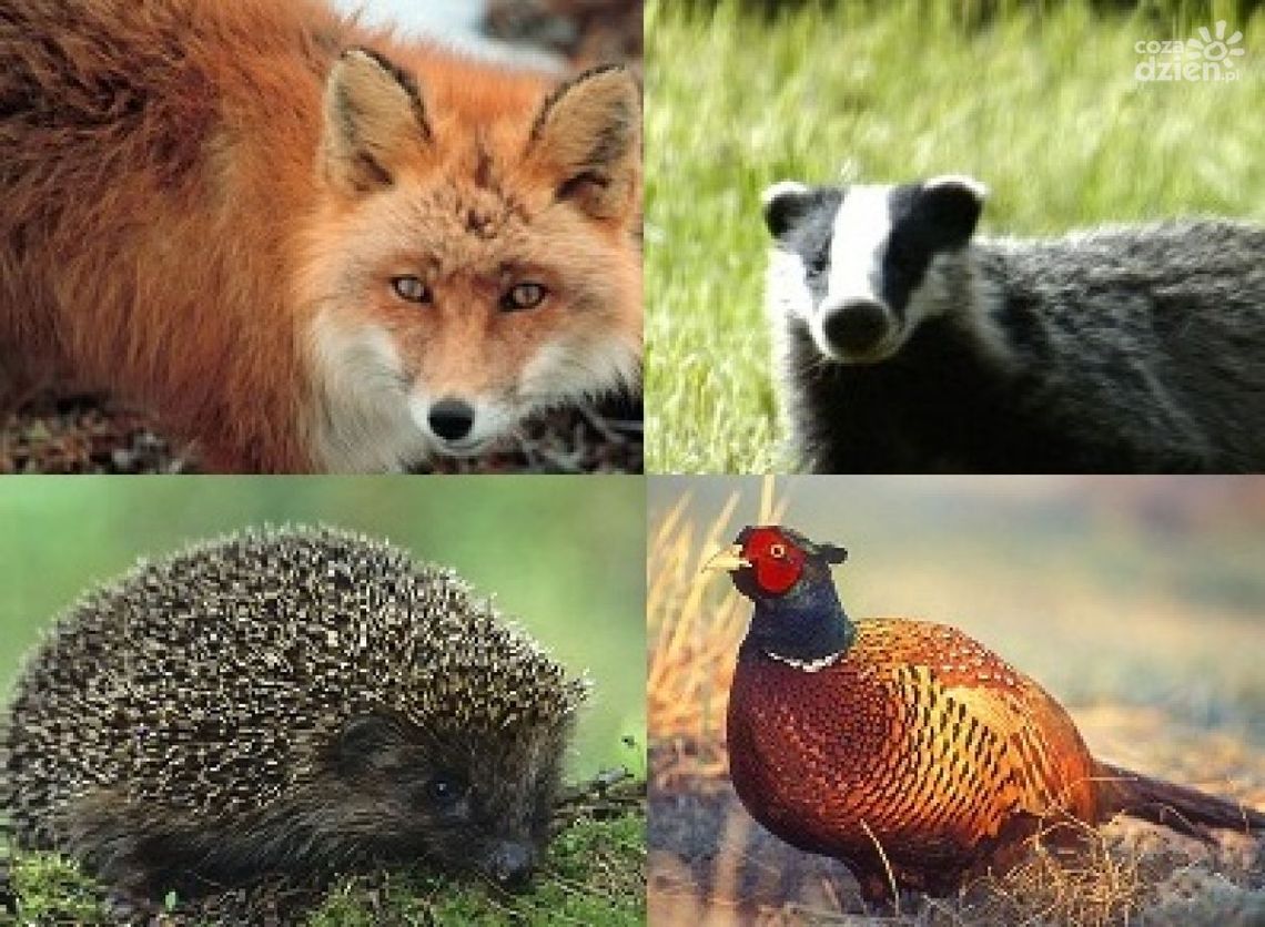 Dzikie zwierzęta wkraczają do miasta