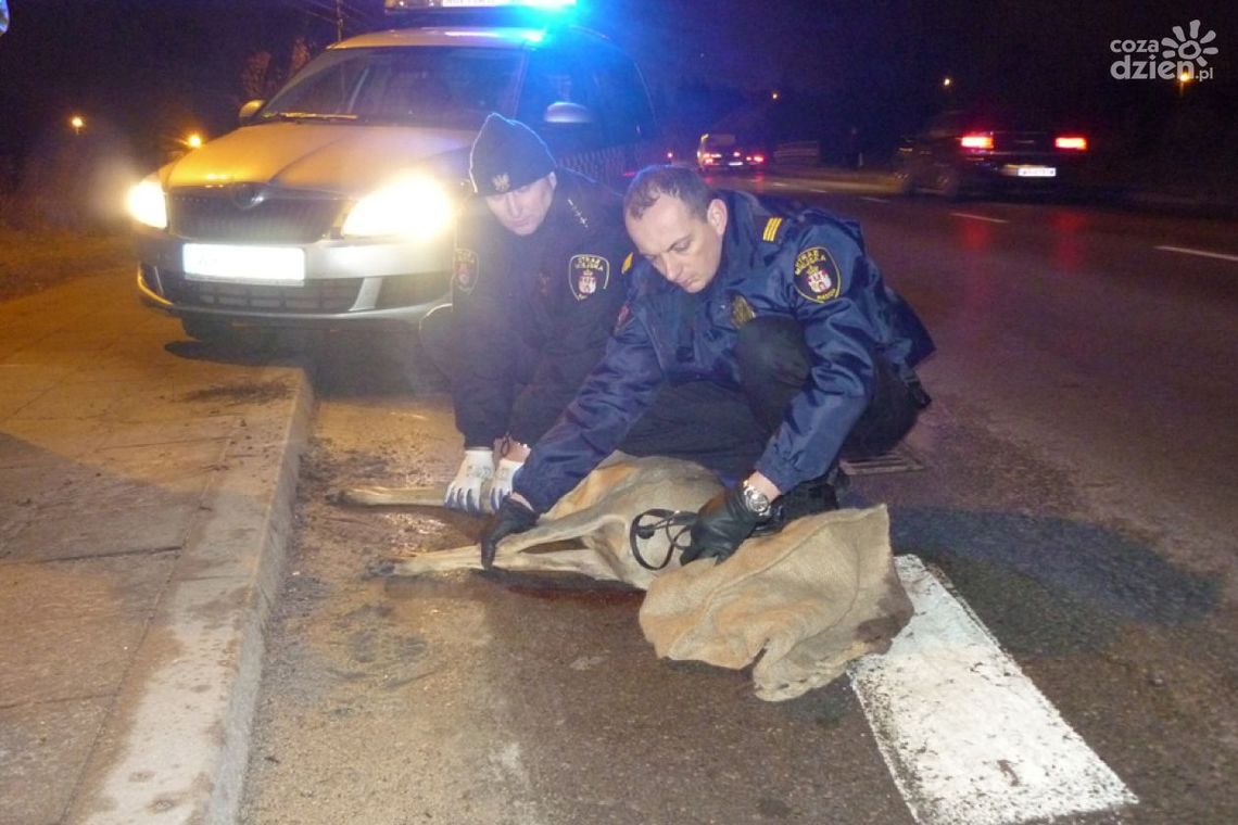 Ekopatrol działa już rok - jak było?