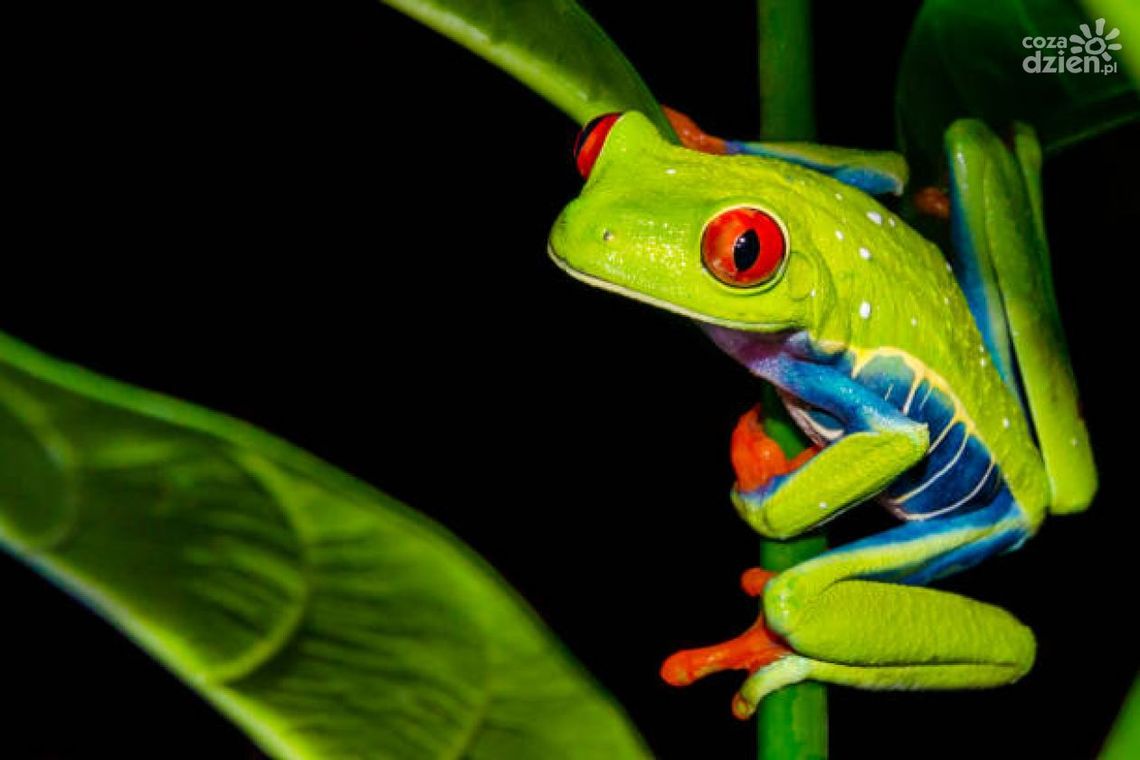 Exoticarium Radom - gratka dla miłośników terrarystyki i botaniki Exoticarium Radom - gratka dla miłośników terrarystyki i botaniki