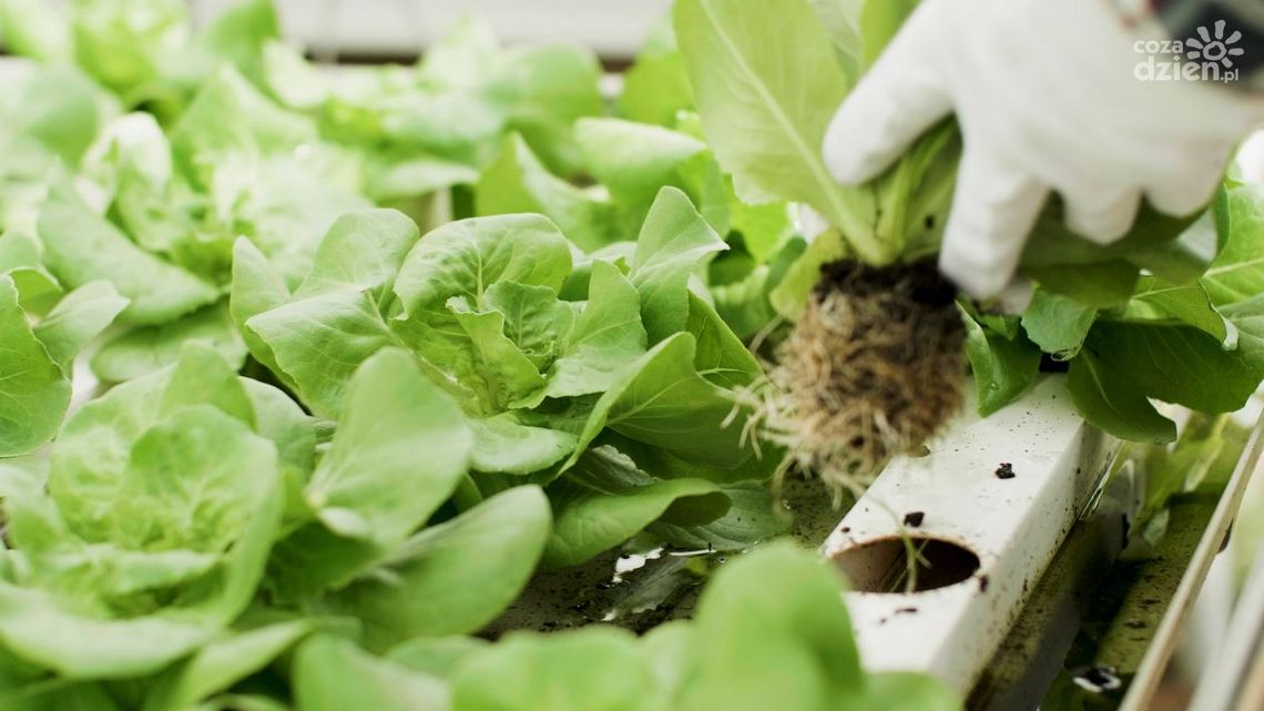 Farmy wertykalne jako element zrównoważonej produkcji żywności