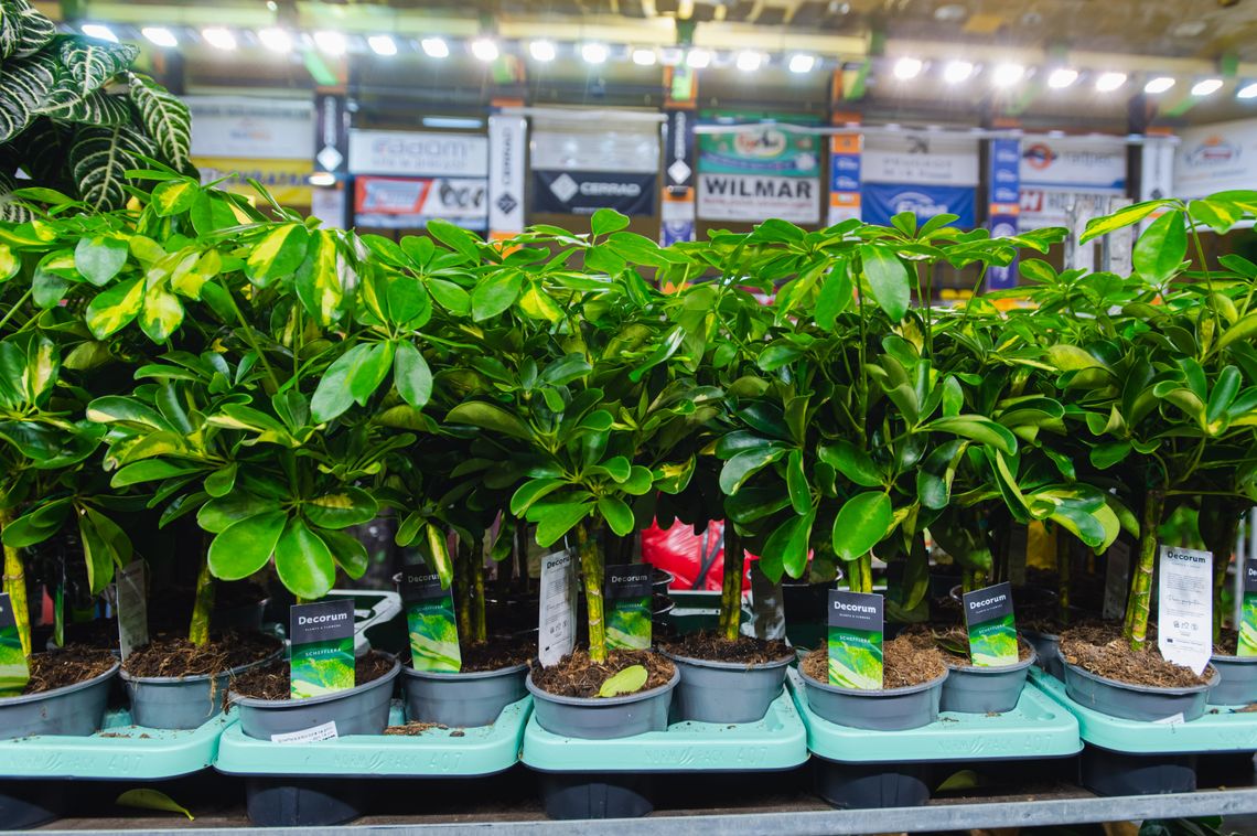 Festiwal Roślin już wkrótce w Radomiu. Wstęp za darmo Festiwal Roślin już wkrótce w Radomiu. Wstęp za darmo