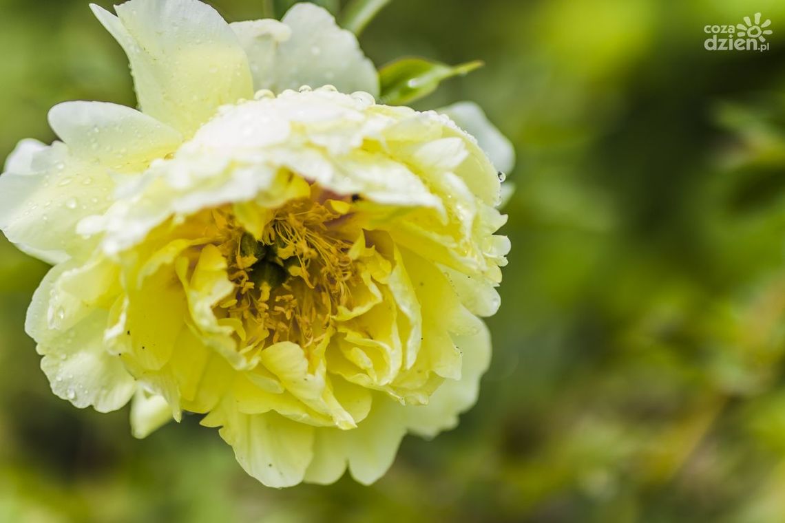 Festiwal roślin po raz pierwszy w Radomiu